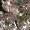 八重桜も咲き誇りまくり、桜リレーもゴール直前になりました。また来春会おうねっ😊。／旧暦2/25・壬申