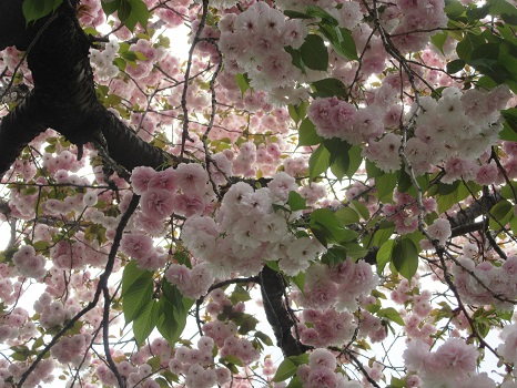 養福寺の八重桜