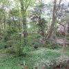 植物学の日は、牧野富太郎博士の誕生日。なので、いそいそと博士の庭「牧野記念庭園」へ。／旧暦3/9・丙戌