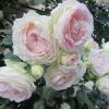 バラの季節は、個人的に好きな木香薔薇＆野茨…はとっくに終わって、大輪系の季節到来。早っ(◎_◎;)／旧暦3/29・丙午