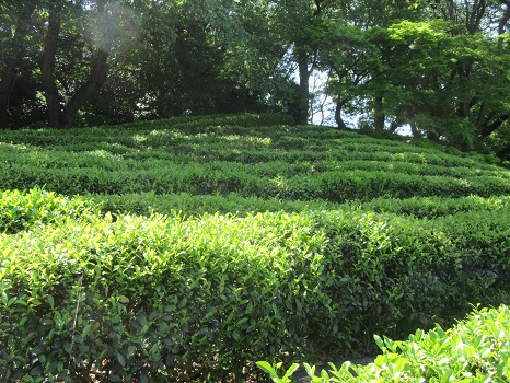 皇居の茶畑