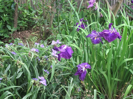 花菖蒲と紫露草
