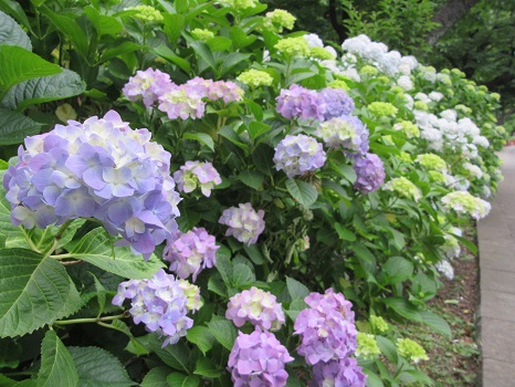 上野の紫陽花