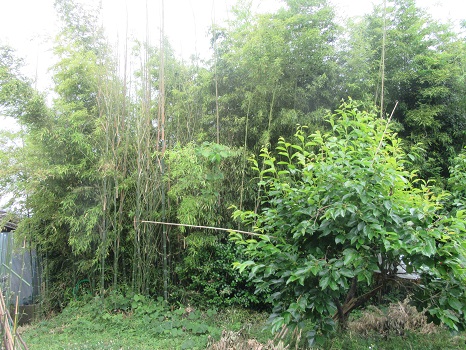 竹と柿の樹