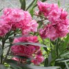 夾竹桃は広島市の花。真夏の空に咲くのを見上げ、思うのは、今日の広島平和記念日のこと。／旧暦6/25・庚午