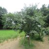「被爆二世の柿の樹」の青実ふくらむ夏真っ盛り、今日は「長崎の日」です。／旧暦6/28・癸酉