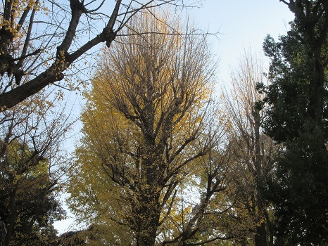 上野公園の銀杏