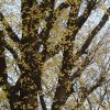 ああ、これも東京の年末の景色と思う。銀杏の黄葉が散って、空に美しいレースと大地の絨毯／旧暦11/20・壬辰