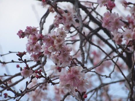 繭玉見立ての冬桜