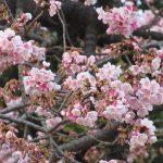 七十二候は「魚上氷」に。古い暦がこういい出したら、東京の桜リレーは密かにスタート。まずは寒桜🌸／旧暦1/10・壬午