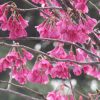 今日は春彼岸入りです。早っ(◎_◎;)。となれば、染井吉野より早咲きの「上野桜図鑑Ⅰ」だけでもせめてここにっ🌸。／3/18=旧2/12・甲寅