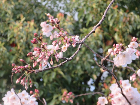 駒込図書館の桜