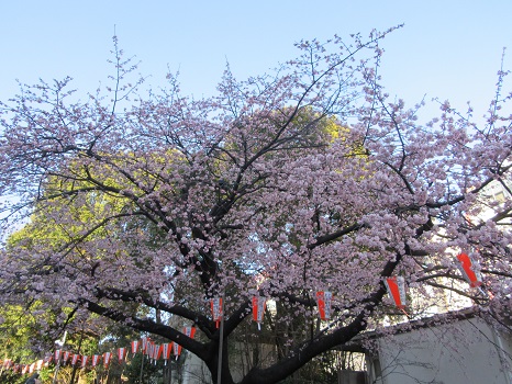 上野大寒桜