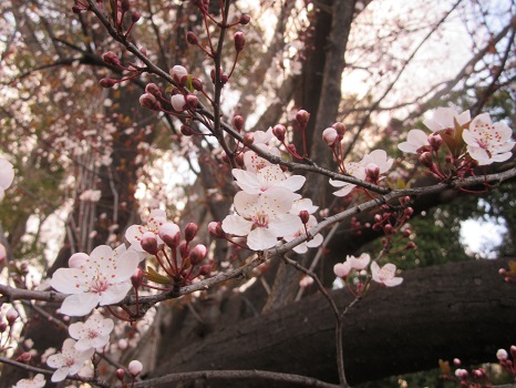 赤葉桜