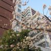 七十二候は「櫻始開」に。っても今年の東京の桜、暦を(…私の帰京も)待たずに咲いちゃったんだけどねぇ🌸／旧暦2/23・乙丑