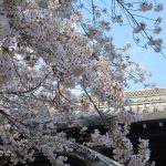 染井吉野と同期の桜。探しに探しましたっ！「上野公園桜図鑑 Ⅱ-②」ですっ🌸／旧暦2/29・辛未