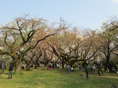 小石川植物園の八重桜