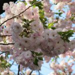 東京では染井吉野もほぼほぼ散って、桜リレーは八重へ。ってことで「上野桜図鑑 Ⅲ」行ってみまぁ~す🌸／旧暦3/9・庚辰