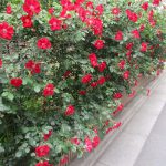 道々に、蜜度高くバラの花。ご近所の庭から顔出すバラ、庭の囲いやアーチの入口そのものがバラ…と楽しい🌹／旧暦4/15・丙辰