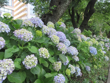 紫陽花　ブルーの列