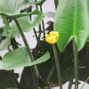 「夏の水辺の七草」5つ目も、同じく皇居東御苑の二の丸庭園の池にて。名前はごつい「河骨」ですが、やっぱ黄色くて可愛い…と思う。／旧暦6/3・癸卯