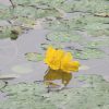 雨の日続きの梅雨の日々。しかし、水辺の草々は元気です。「夏の水辺の七草」4つ目はこの黄色い花。／旧暦6/2・壬寅
