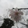 そろそろ冬桜咲く。上野公園の「十月桜」も、ちらちらひっそり咲き始めてます。ああ、冬近しだなぁ。／旧暦9/25・癸巳