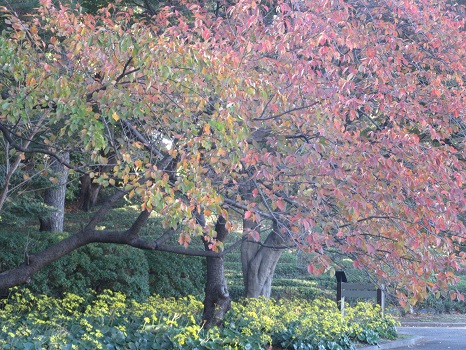 皇居東御苑の桜と石蕗