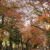 七十二候は「朔風払葉」に。東京あたりじゃ木枯らしもふかず、まだ美しい紅葉並木が健在だったりします(*’▽’)／旧暦11/1・戊辰・新月！