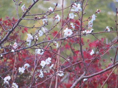 冬桜と紅葉