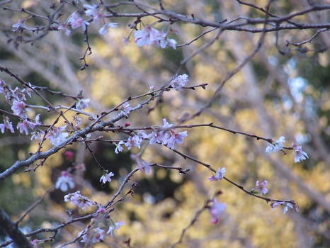 冬桜と黄葉