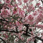 そーいえば、七十二候「魚上氷」の時期は「寒桜」咲く。…どころか今年は「河津桜」も「大寒桜」も咲いてますっ！／旧暦1/25・辛卯