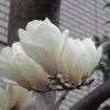あそこに白く咲いてる花は何？よーくよく見たら、もう「白木蓮」咲き始めてます💦 早っ(◎_◎;)／旧暦2/4・庚子