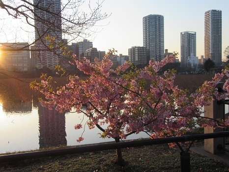 桜と夕暮れ