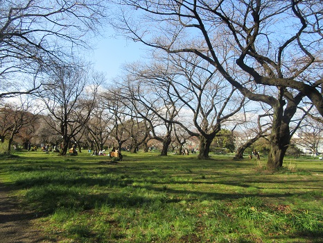 小石川植物園 桜並木