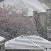 東京の街にも、名残り雪。満開の桜に花びら散るようにはらはらと降る。これも涅槃雪って言っていい？無理かな？／旧暦3/7・壬申