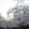 今年の花見は歩いて行ける範囲で我慢。谷中の桜並木経由、上野公園まで桜を追って徒歩で行って帰る🌸／旧暦3/4・己巳