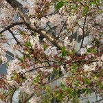 満開の時期長かった染井吉野も「葉桜」に。ピンクvs黄緑を眺めて、また食べたくなる「桜餅」／旧暦3/14・己卯