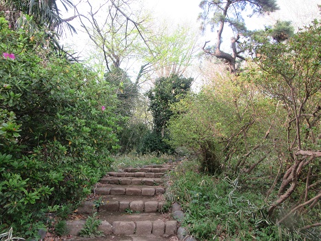 小石川植物園 の山路