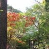 今日は植物学者・牧野富太郎の誕生日にして「植物学の日」。会いたかった樹々花々をココロに博士の庭に思いを馳せます(*’▽’)／旧暦4/2・丁酉