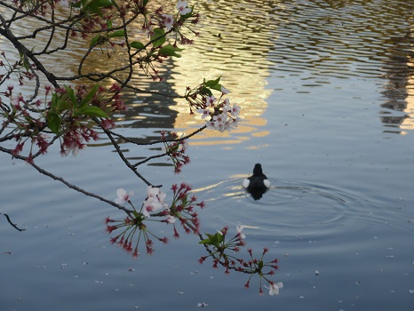 水鳥と桜