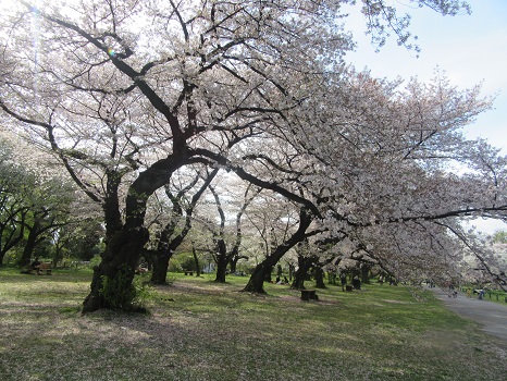 桜 小石川植物園の桜並木。