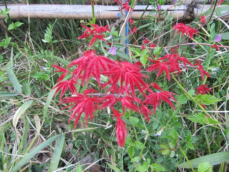 紅葉 geidai hedge