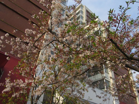 標本木の葉桜
