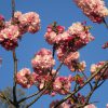 江戸人の桜開花の目安に倣えば、そろそろ桜リレーは「八重桜」が爆走中…のはず。不忍池や上野公園どんなかなぁ？／旧暦3/19・甲申