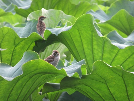 蓮の葉の雀