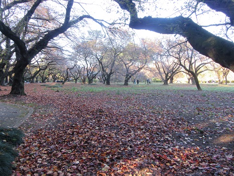 新宿御苑の桜の木の葉
