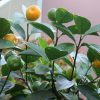 七十二候は「橘始黄」に。橘(たちばな)だけでなく、柑橘類の多くが熟す頃。暦どおりに黄ばんでます(*’▽’)。／旧暦10/18・己卯