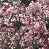 「水仙」、「蠟梅」、「白梅」とくれば、もうこの花もとっくに開花。「寒桜」も咲きました！in 上野公園／旧暦12/26・丙戌