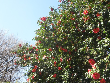 小石川植物園の藪椿